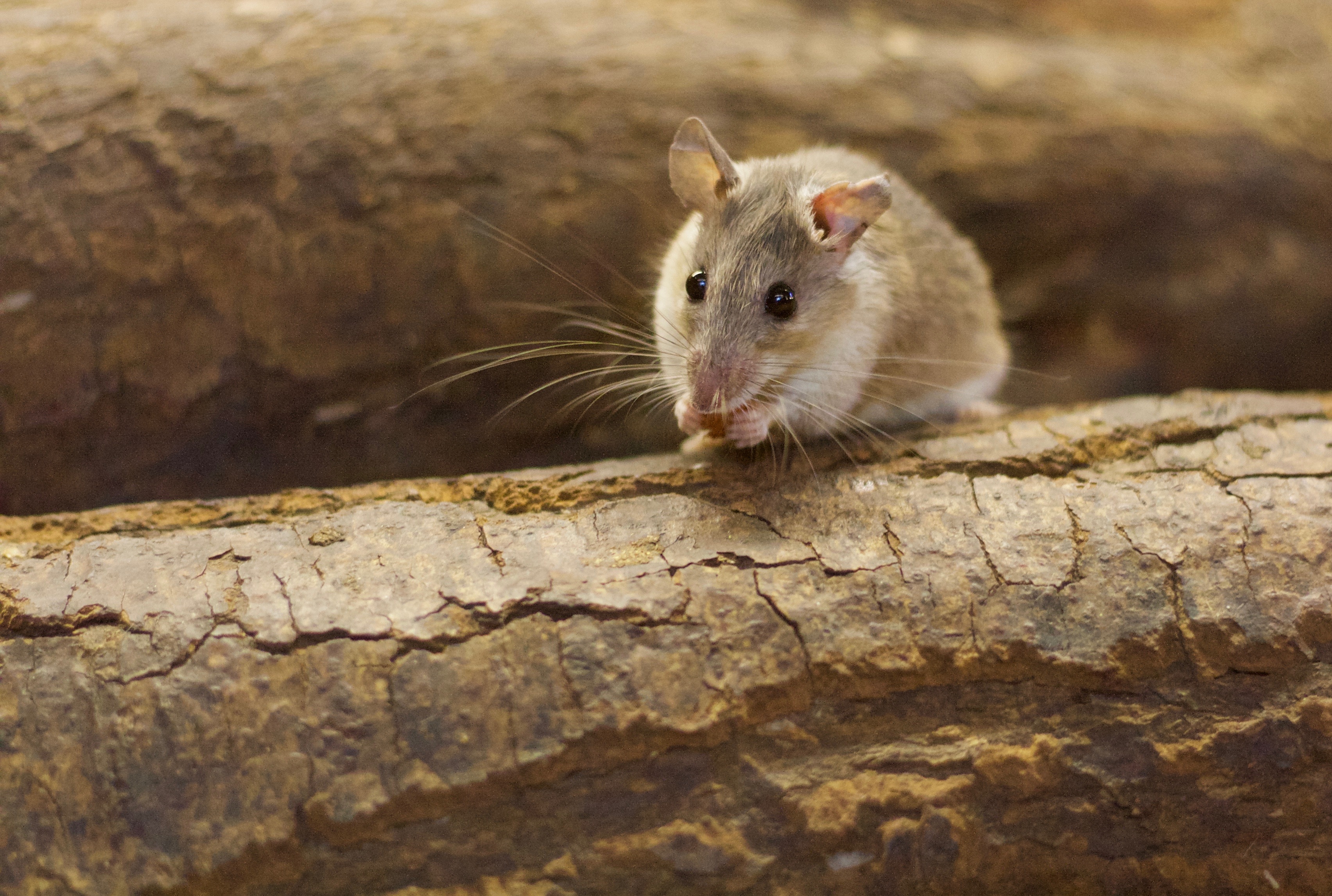 Mice-Extermination--in-South-Pasadena-California-mice-extermination-south-pasadena-california.jpg-image