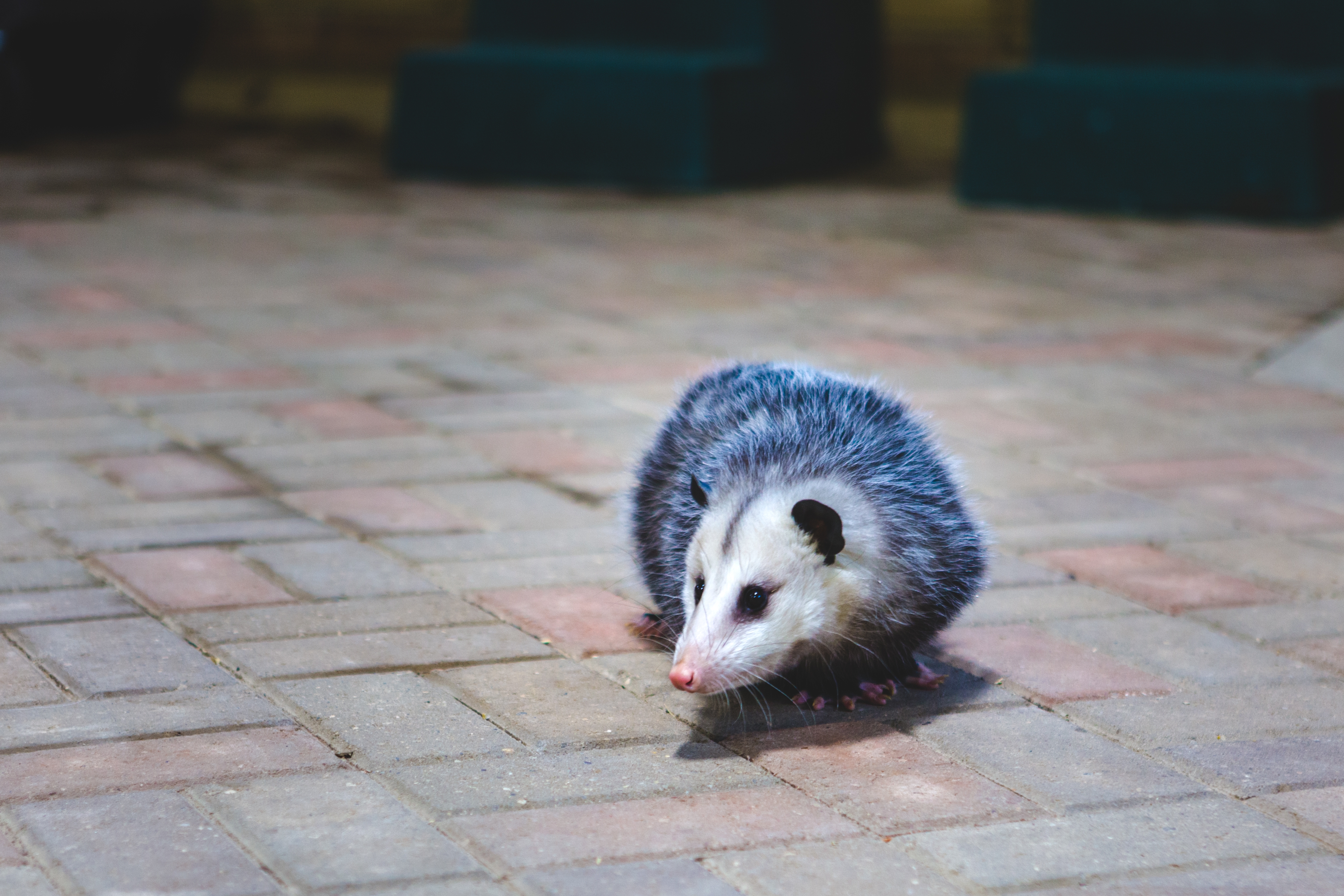 Nuisance-Wildlife-Control--in-Pomona-California-nuisance-wildlife-control-pomona-california.jpg-image