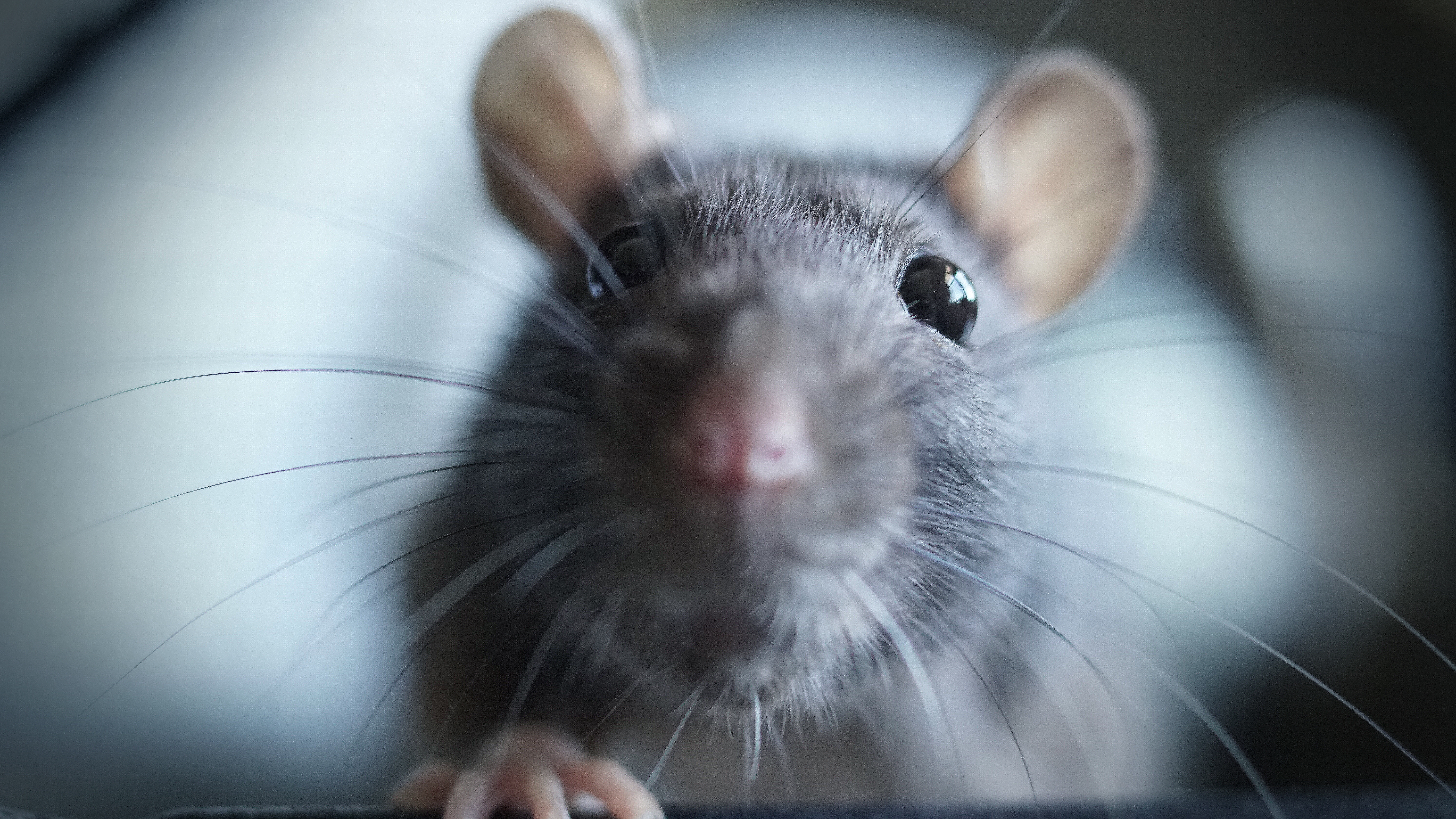 Rat-Control--in-Diamond-Bar-California-rat-control-diamond-bar-california.jpg-image