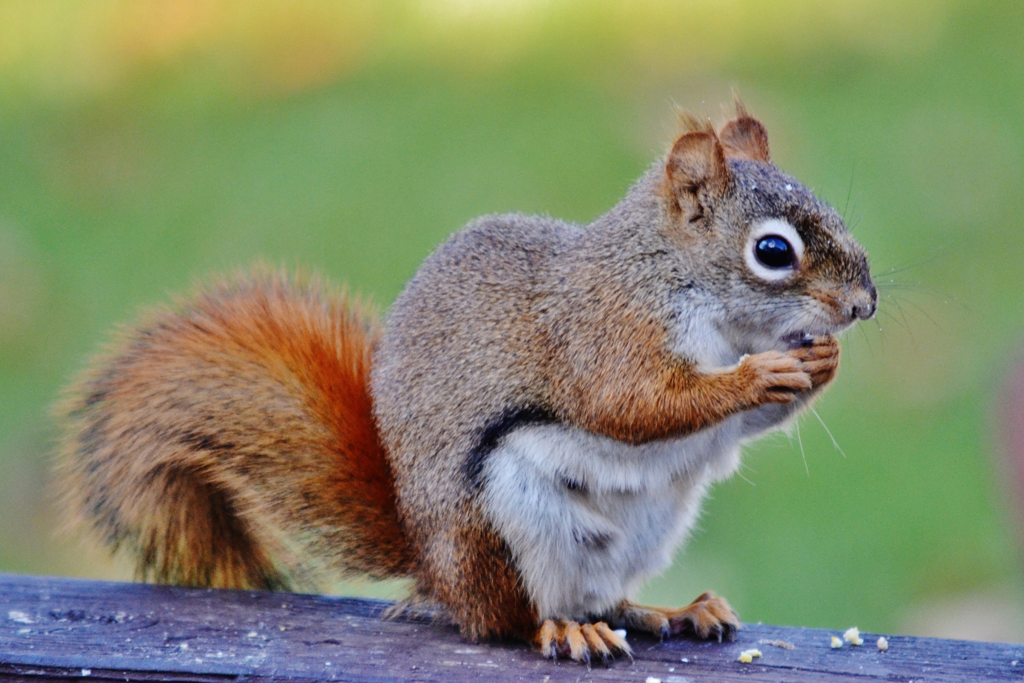 Rodent-Control--in-Wla-California-rodent-control-wla-california.jpg-image