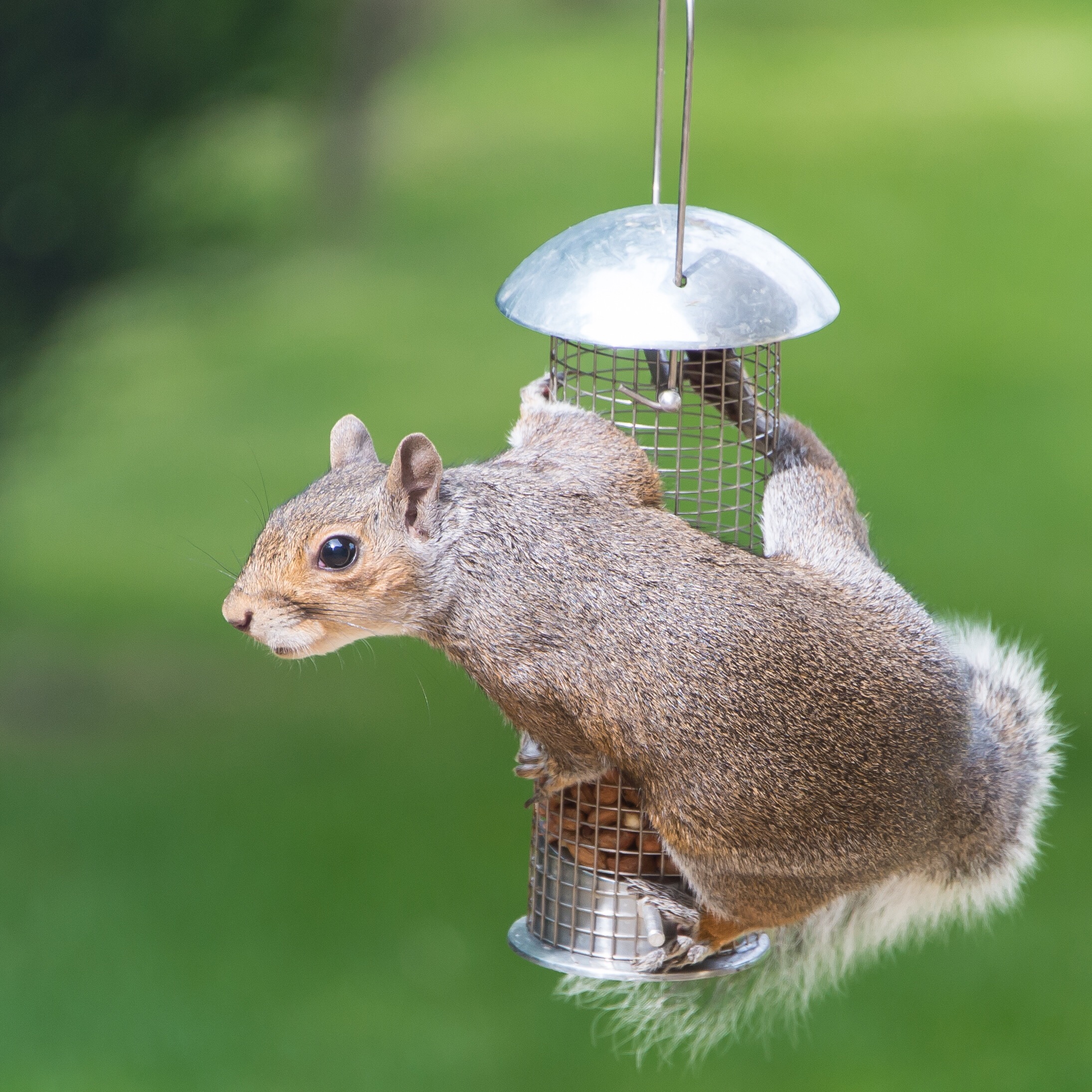 Rodent-Exclusion--in-Lb-California-rodent-exclusion-lb-california.jpg-image