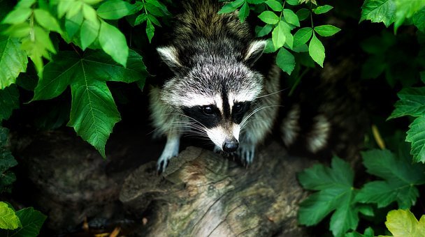 Wildlife-Exclusion--in-Newhall-California-wildlife-exclusion-newhall-california.jpg-image